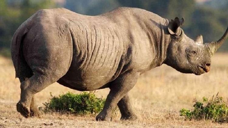 Setiap tanggal 22 September diperingati sebagai Hari Badak Sedunia (World Rhino Day). (Foto: the-star.co.ke)