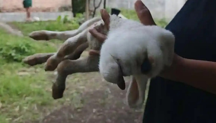 Kambing bermata satu lahir di Banyuwangi dan membuat warga heboh. Kondisi hewan itu diduga terkait kelainan langka cyclopia. (Foto: Tangkapan layar)