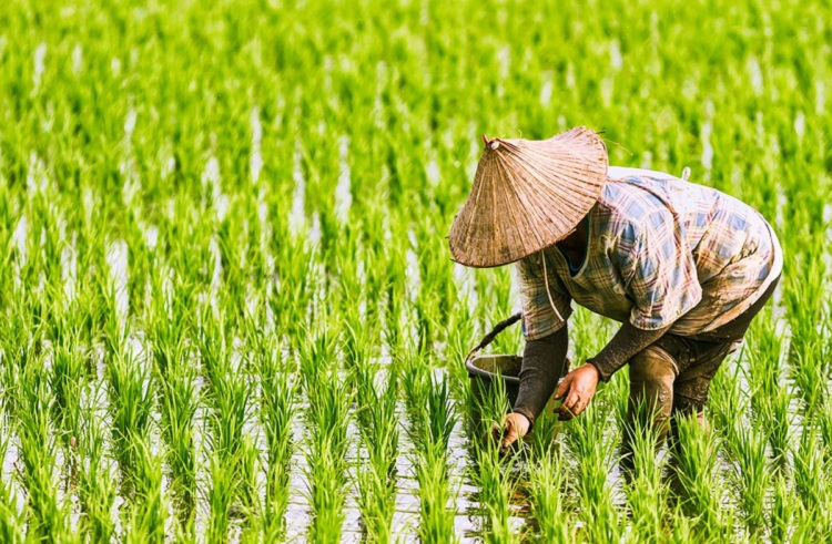 Dinas Pertanian Tangerang mencatat 60 hektare sawah terancam gagal panen akibat curah hujan tinggi dan banjir di delapan kecamatan. (Foto: SHUTTERSTOCK/Ilustrasi)